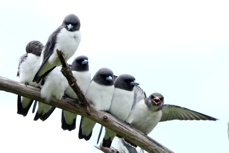 White-breasted Woodswallow (Artamus leucorynchus)